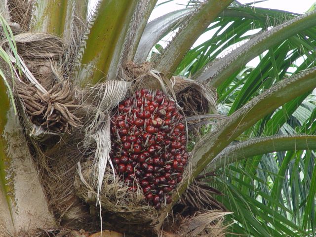 Palmölfrüchte.